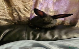 Rex rabbits for sale: Beautiful Rex and Mini lop cross breed 🐰 bunny's  - Image 11