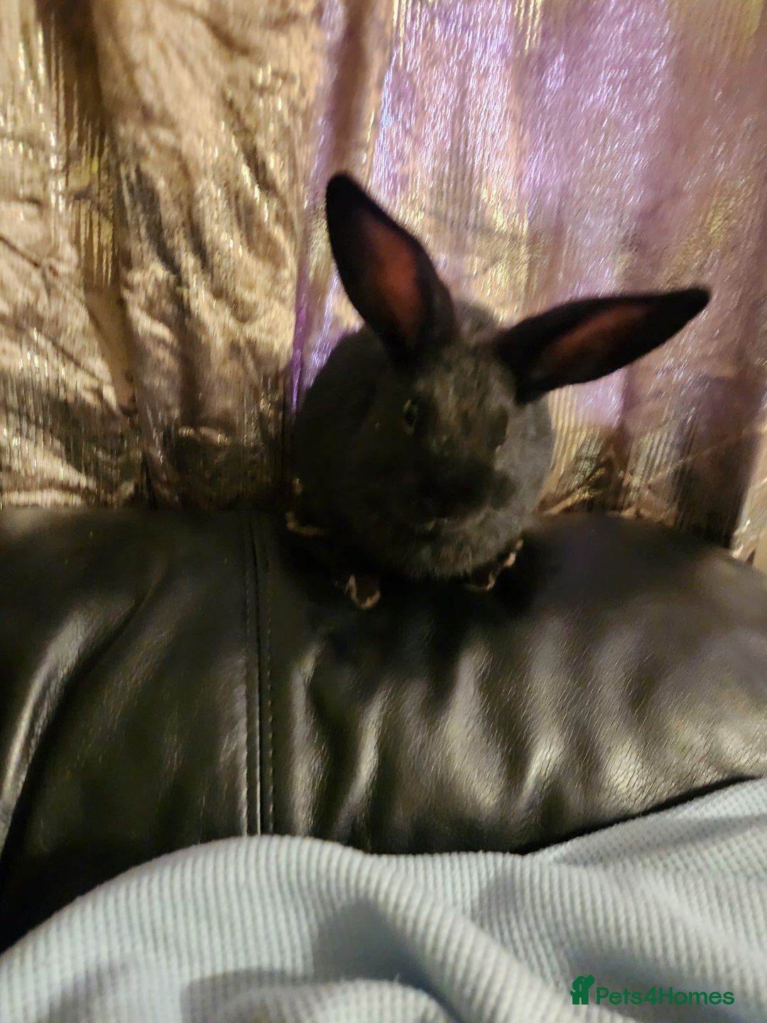 Rex rabbits for sale: Beautiful Rex and Mini lop cross breed 🐰 bunny's  - Image 11