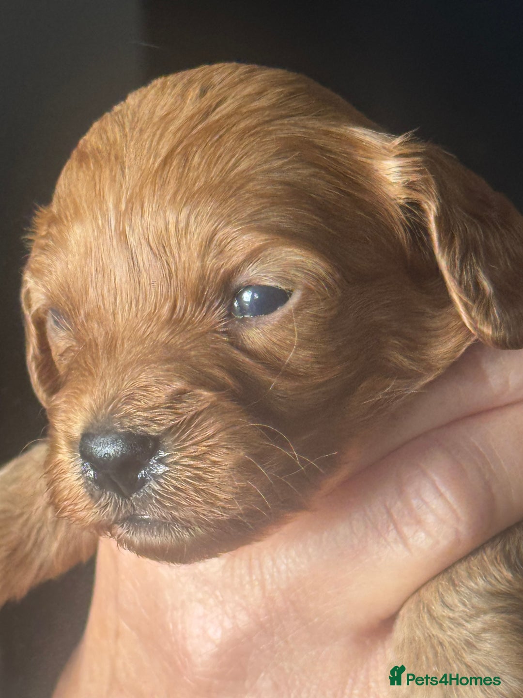 Cavapoo dogs for sale: Beautiful healthy Cavapoo’s d.o.b 22/08/25 - Image 28