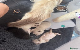 Ragdoll cats for sale: Beautiful Ragdoll kittens open to reasonable offer - Image 23