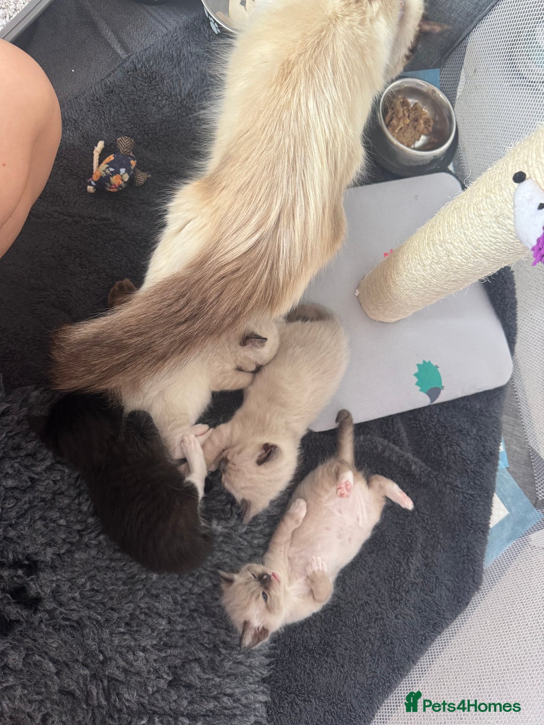 Ragdoll cats for sale: Beautiful Ragdoll kittens open to reasonable offer - Image 23