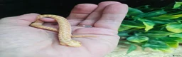 Snake reptiles for sale: Baby Albino hognose  - Advert 4