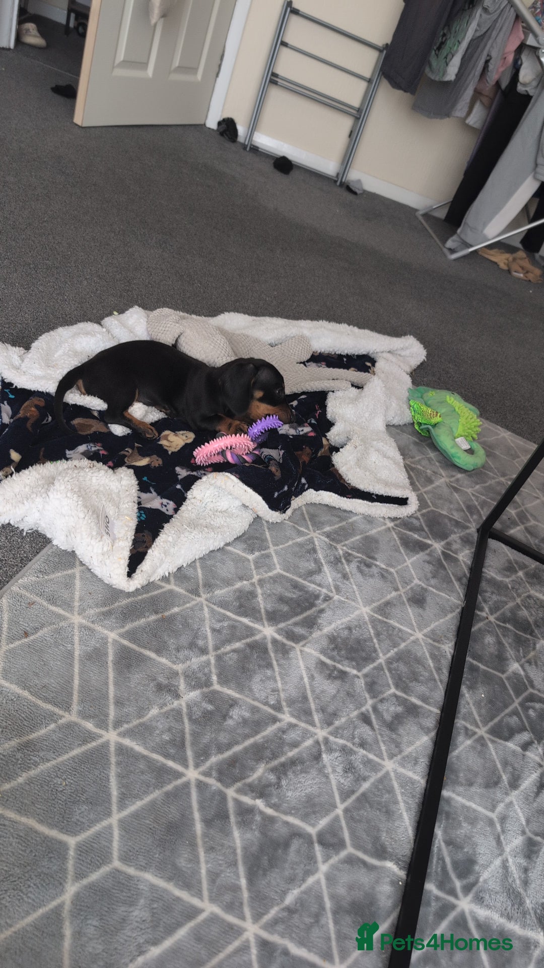 Miniature Dachshund dogs for sale: Last beautiful little girl  - Image 5
