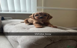 Cavapoo dogs for sale: Cava poo puppies, Ruby Red - Image 6