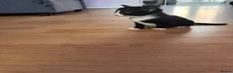 Mixed Breed cats for sale: 🐾 MEET OUR BEAUTIFUL KITTEN FAMILY 🐾 - Advert 5