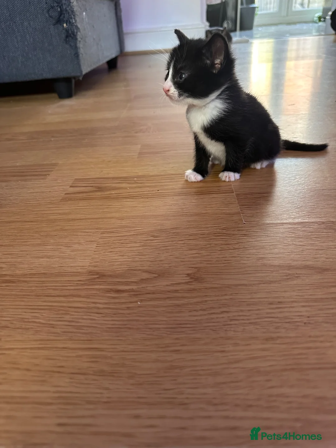Mixed Breed cats for sale: 🐾 MEET OUR BEAUTIFUL KITTEN FAMILY 🐾 - Advert 5