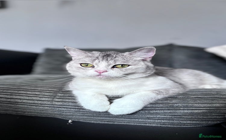 British Shorthair cats - Advert 10