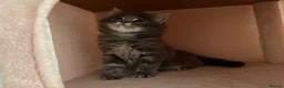 Domestic Shorthair cats for sale: One male kitten  - Advert 9