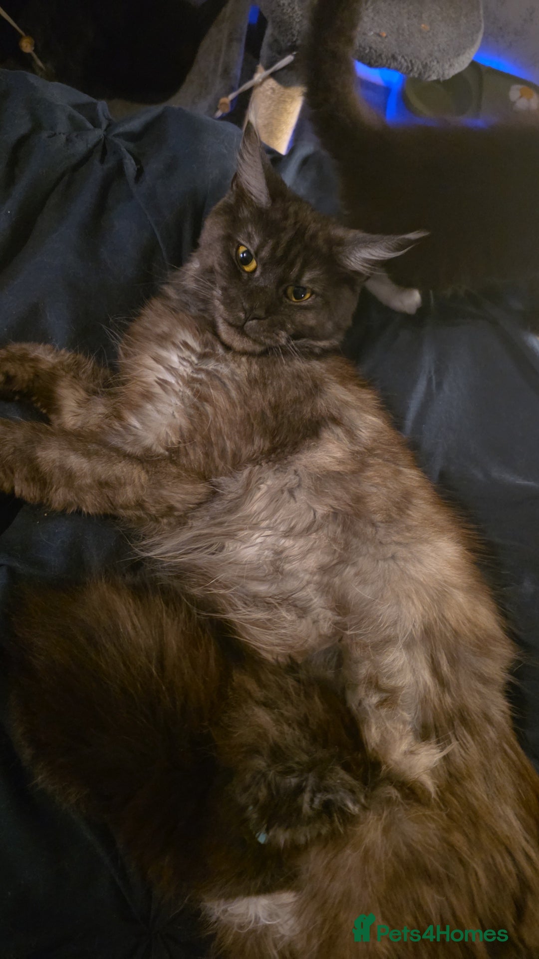 Maine Coon cats for sale: Beautiful Maine Coon Kittens Available - Advert 6