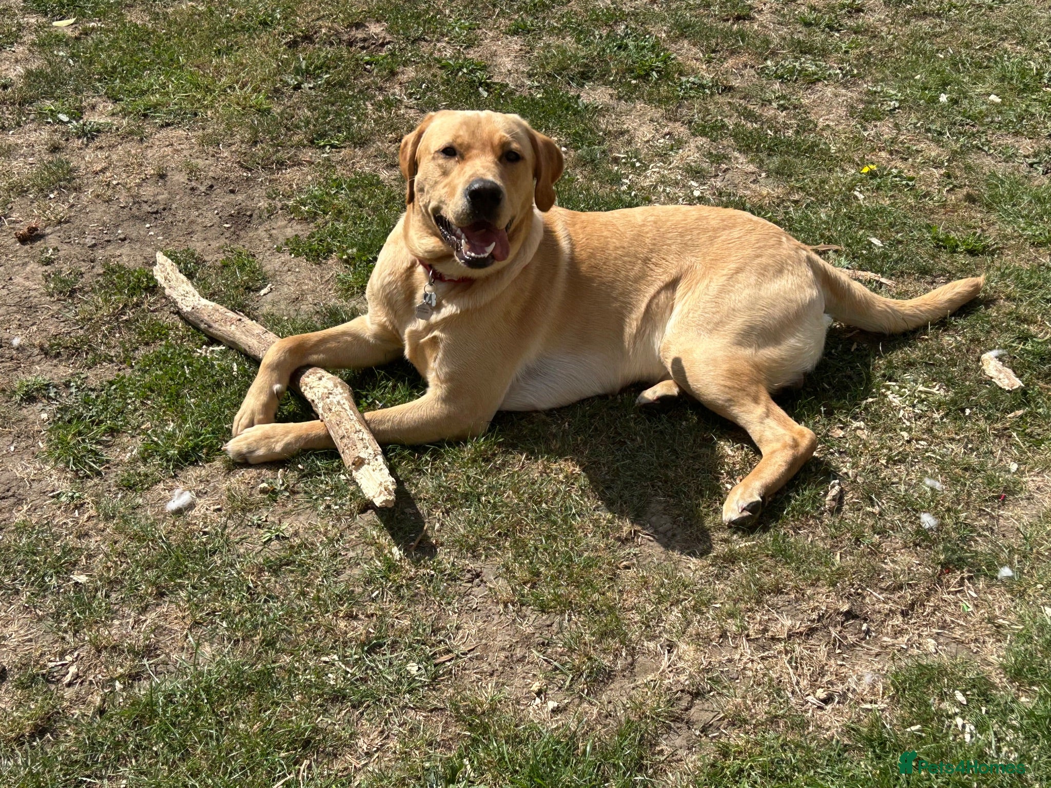 Labrador Retriever dogs Buddy  - Advert 1