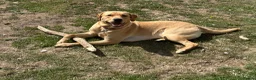 Labrador Retriever dogs for stud: Buddy  - Advert 1