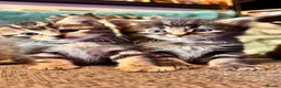 Mixed Breed cats for sale: Stunning kittens 🐈‍⬛ - Advert 5