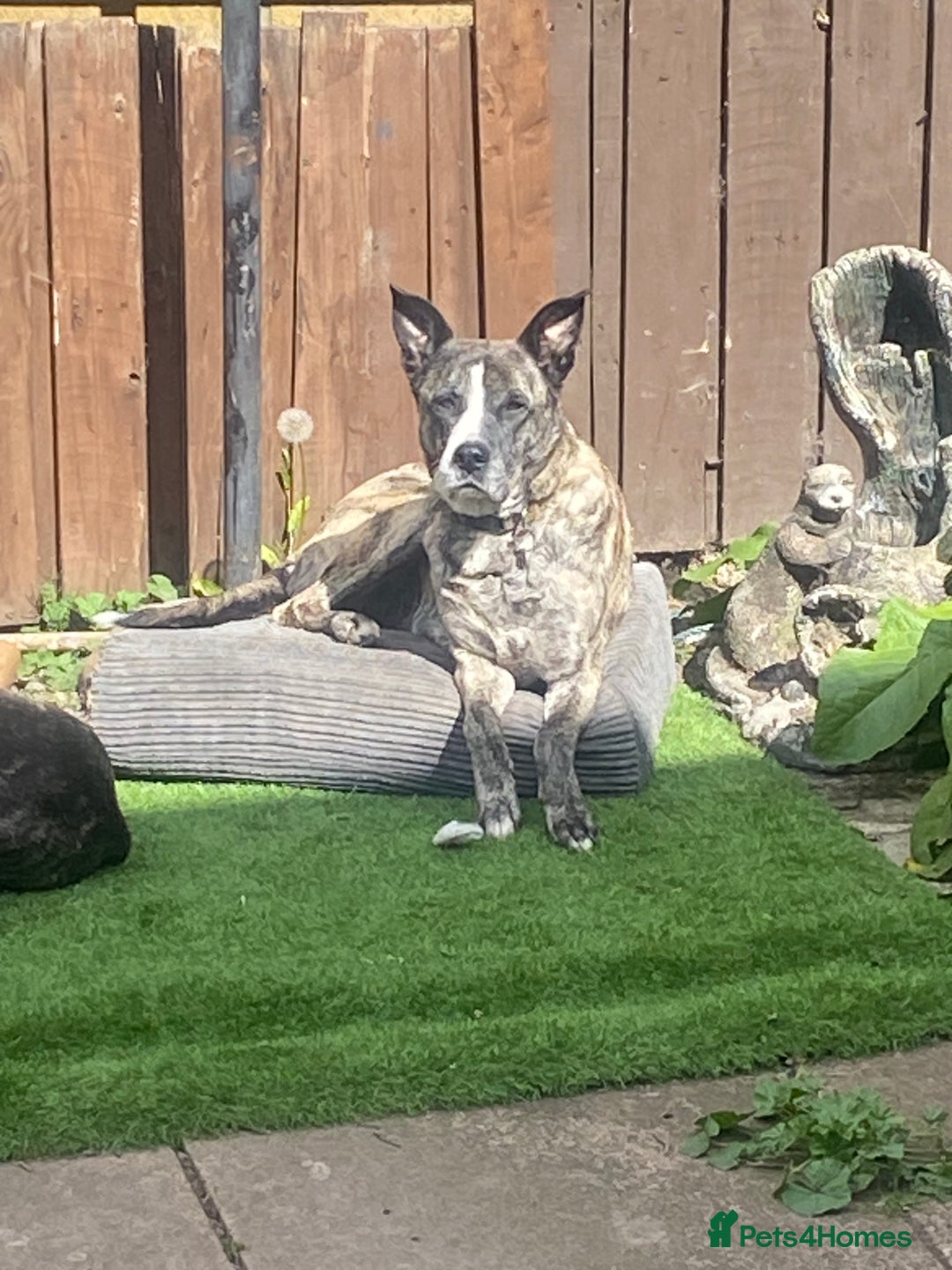 Mixed Breed dogs for sale: Lovely lady looking for good home - Image 8