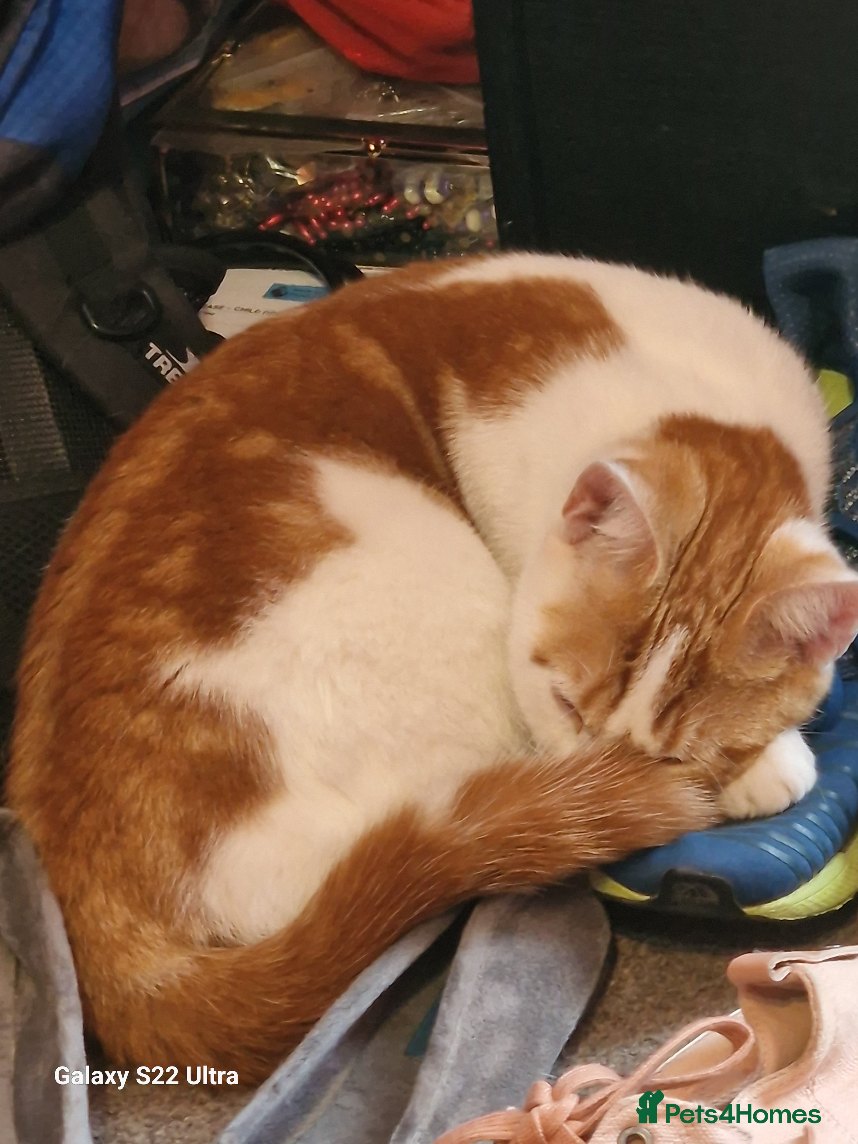 Mixed Breed cats Lovely Male cat - Advert 6