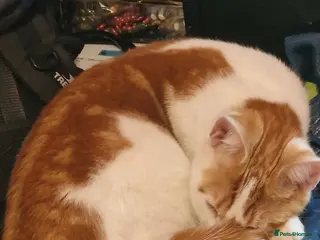 Mixed Breed cats Lovely Male cat - Advert 3