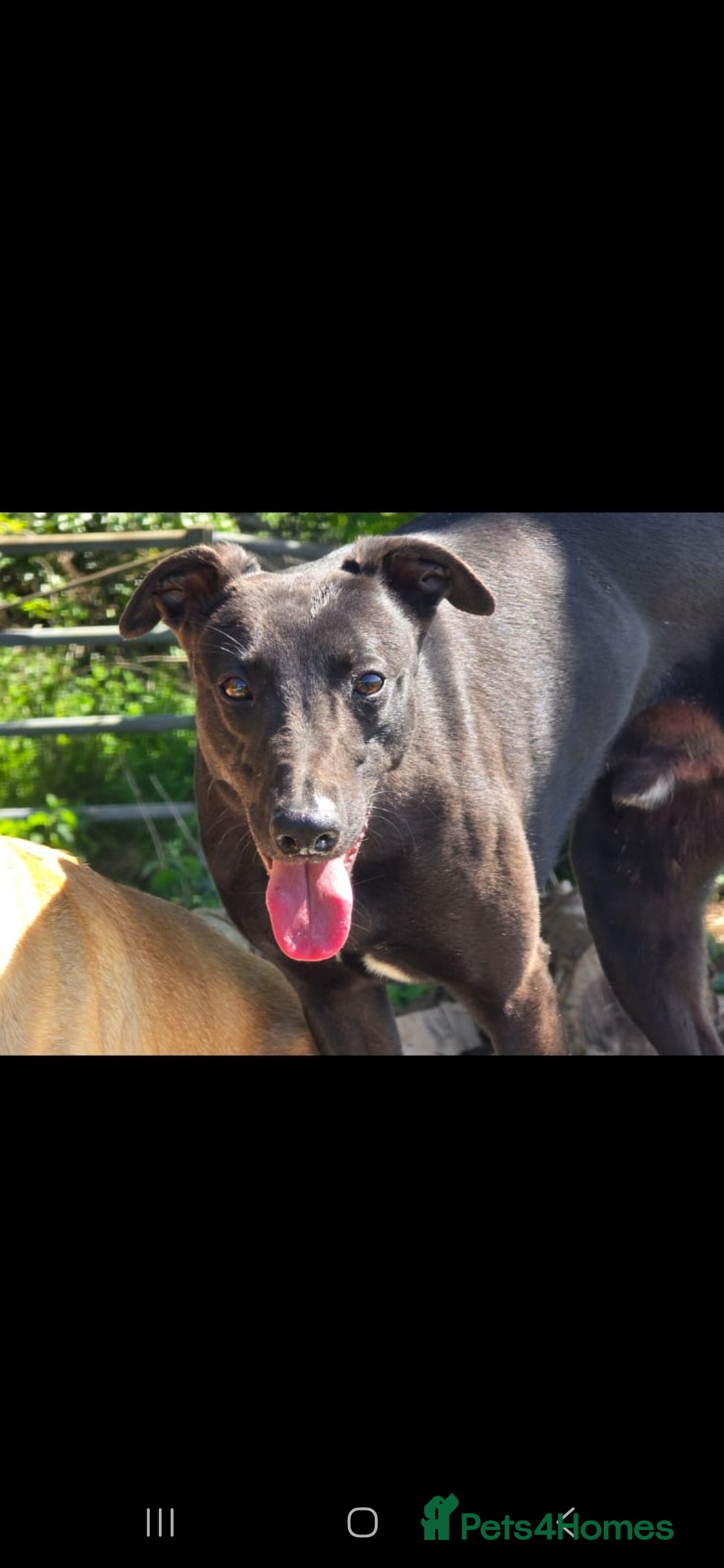 Whippet dogs for stud: Kc whippet stud - Advert 4