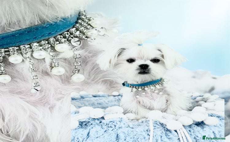 Maltese dogs - Advert 3
