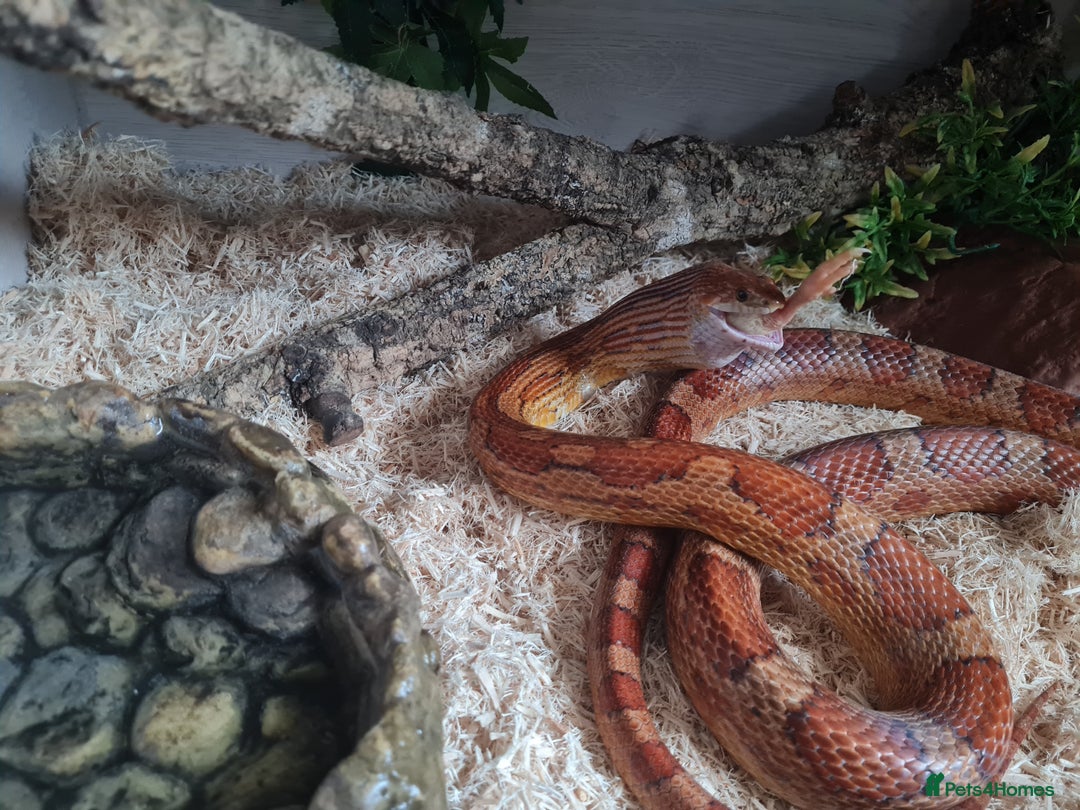 Corn Snake reptiles for sale: Corn Snake For Sale - Image 8