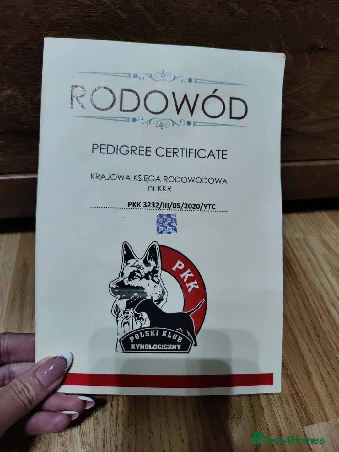 Yorkshire Terrier dogs for stud: Outstanding Yorkshire terrier for STUD only in Hull - Advert 26