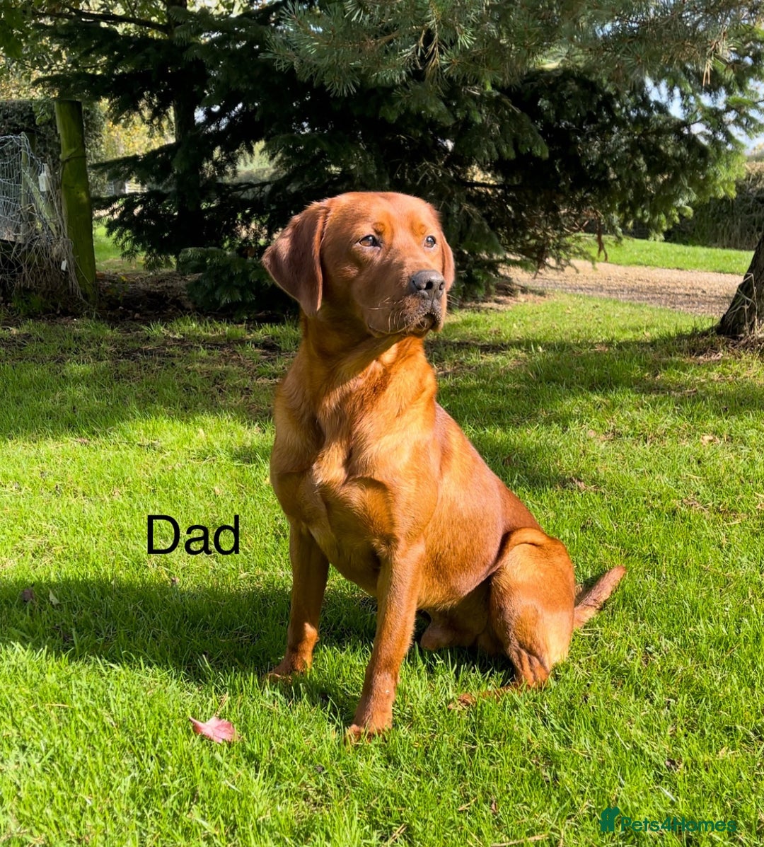 Labrador Retriever dogs for sale: KC Reg Fox Red/Yellow Labrador Pups Health Tested  - Advert 9