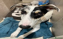 Mixed Breed dogs for sale: Flash  - Image 13