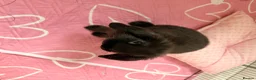 Mini Lop rabbits for sale: Mini lop in Canvey Island - Advert 2