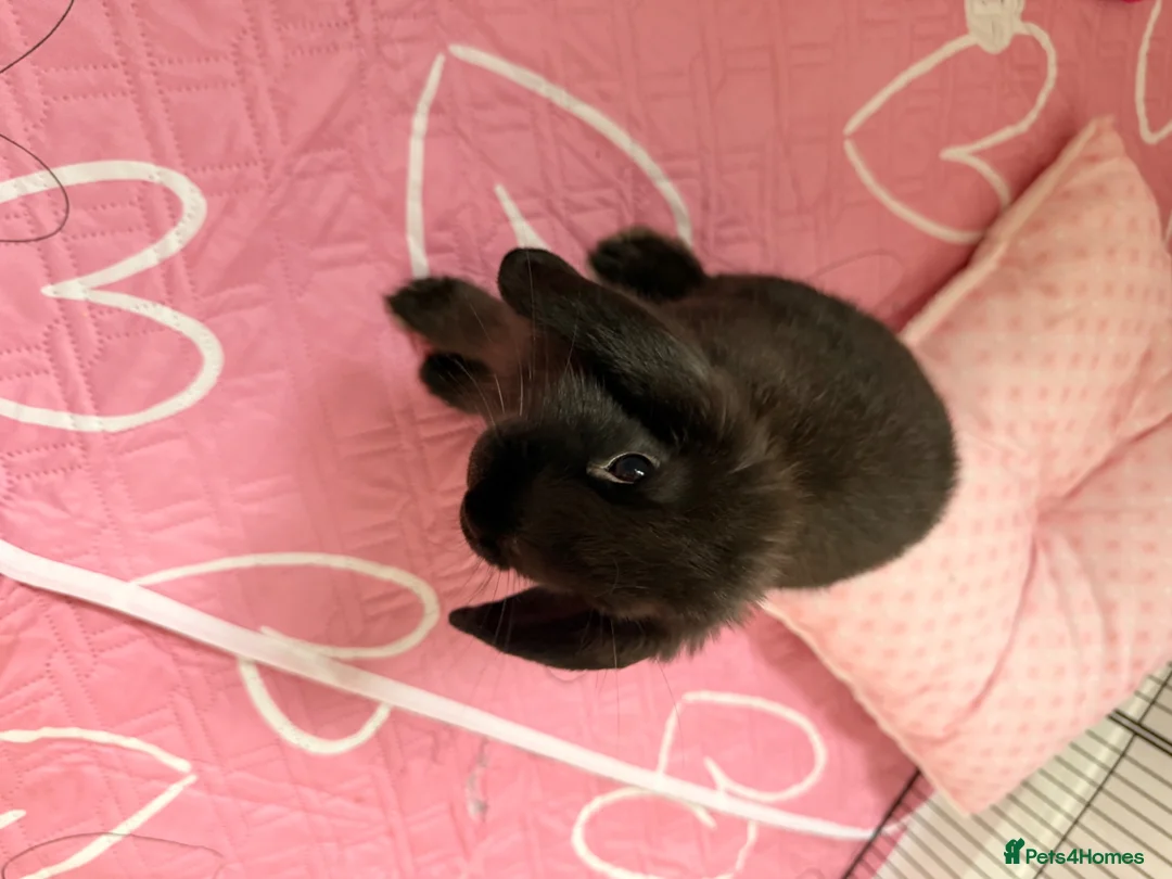 Mini Lop rabbits for sale: Mini lop in Canvey Island - Advert 2