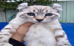 Savannah cats for sale: Breath taking wild looking girl  - Image 4