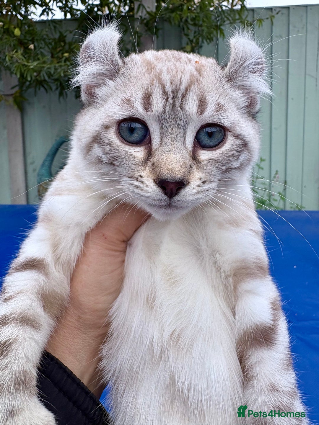 Savannah cats for sale: Breath taking wild looking girl  - Image 4