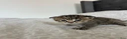 Mixed Breed cats for sale: 3 kittens for sale  in Wantage - Advert 2
