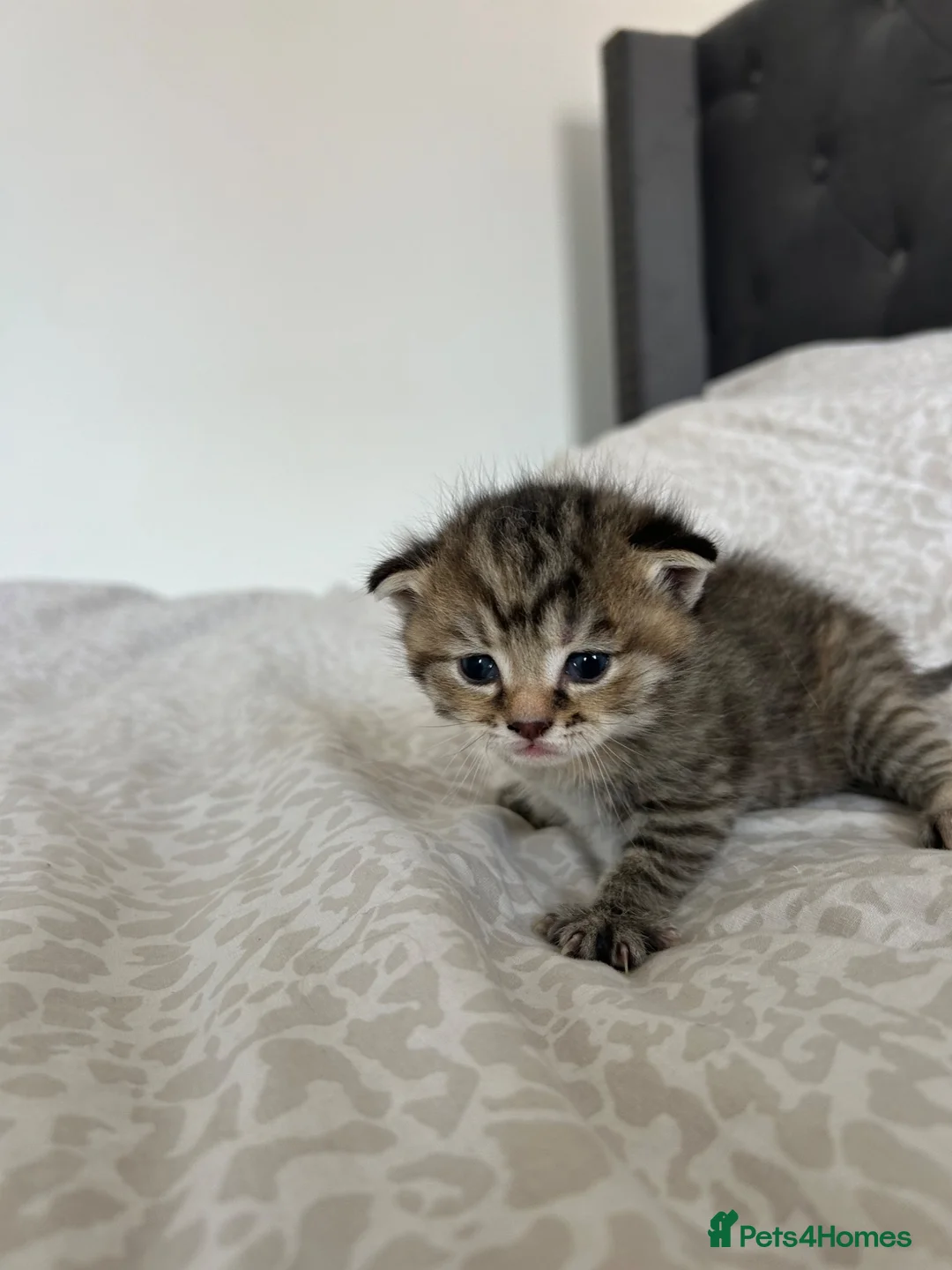 Mixed Breed cats for sale: 3 kittens for sale  in Wantage - Advert 2
