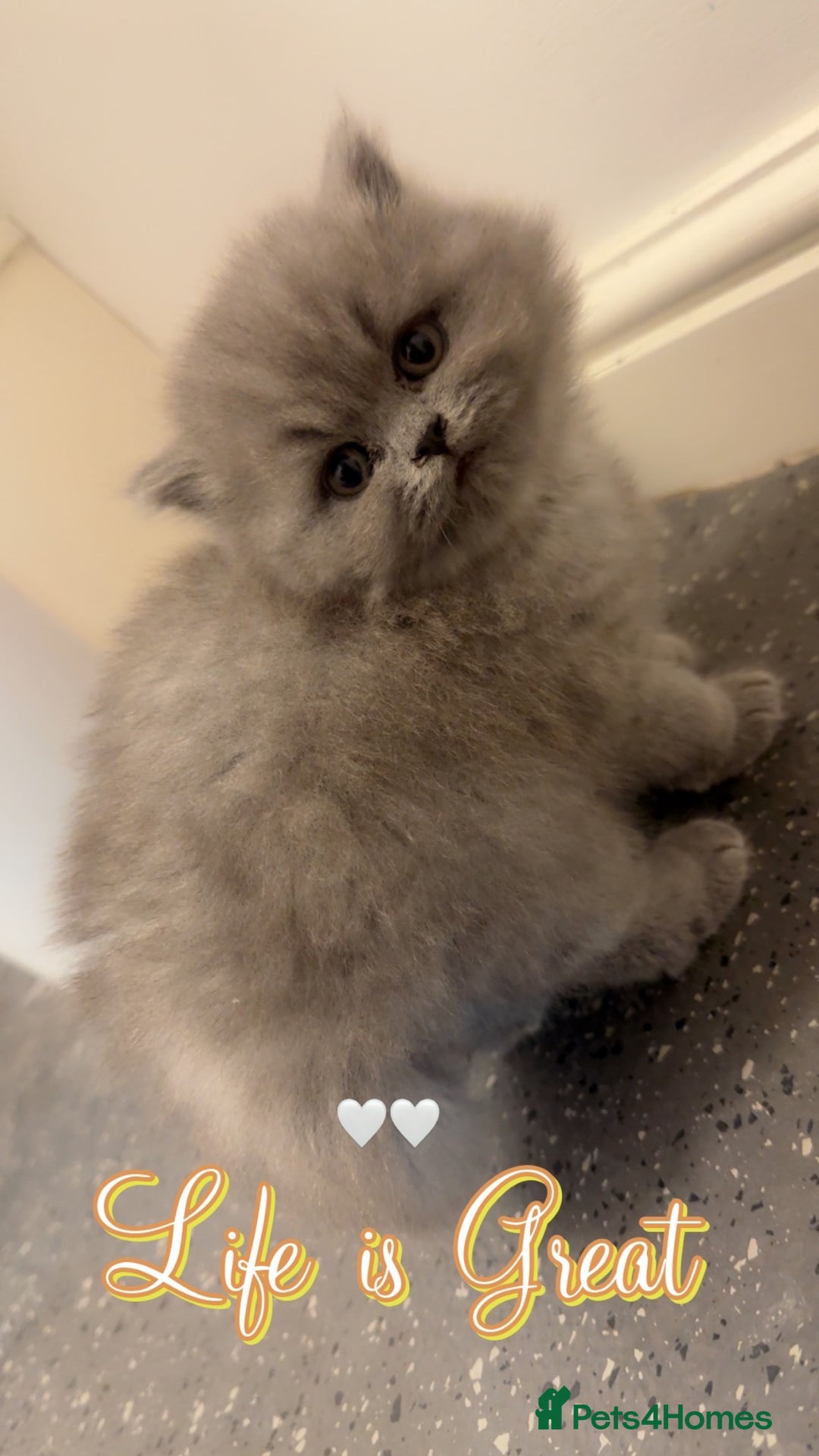British Shorthair cats for sale: British shorthair kittens (1 FEMALE) - Advert 6
