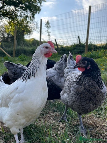 Chickens poultry in Dorchester - Advert 1