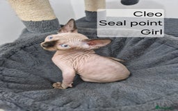 Sphynx cats for sale: Quality canadian sphynx kittens HCM Tica - Image 9