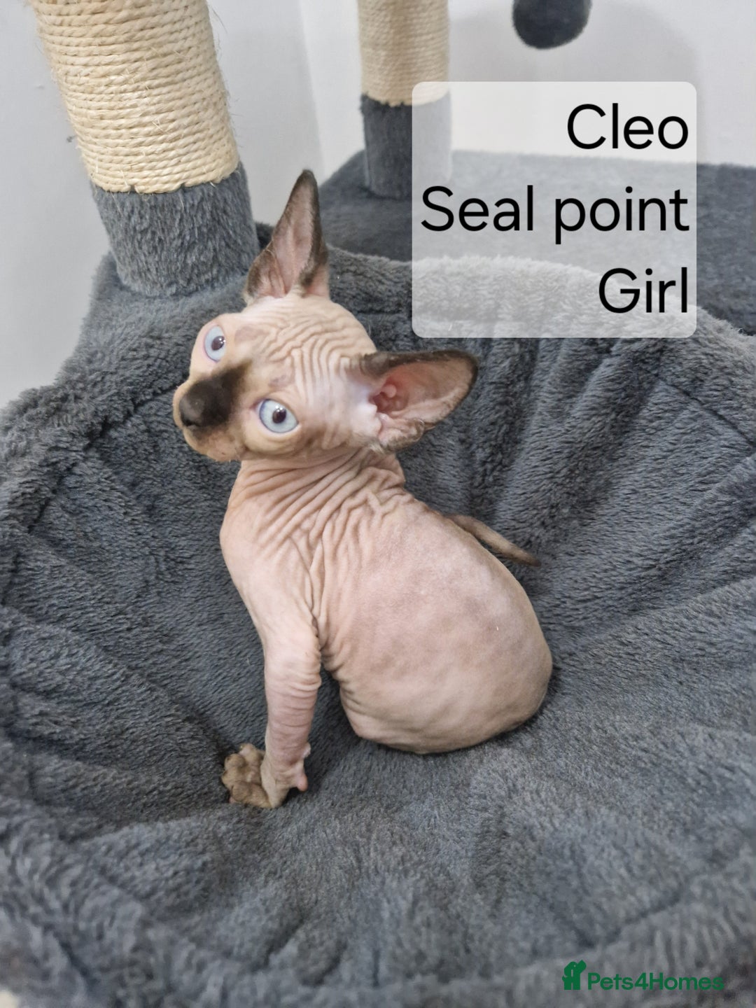Sphynx cats for sale: Quality canadian sphynx kittens HCM Tica - Image 9