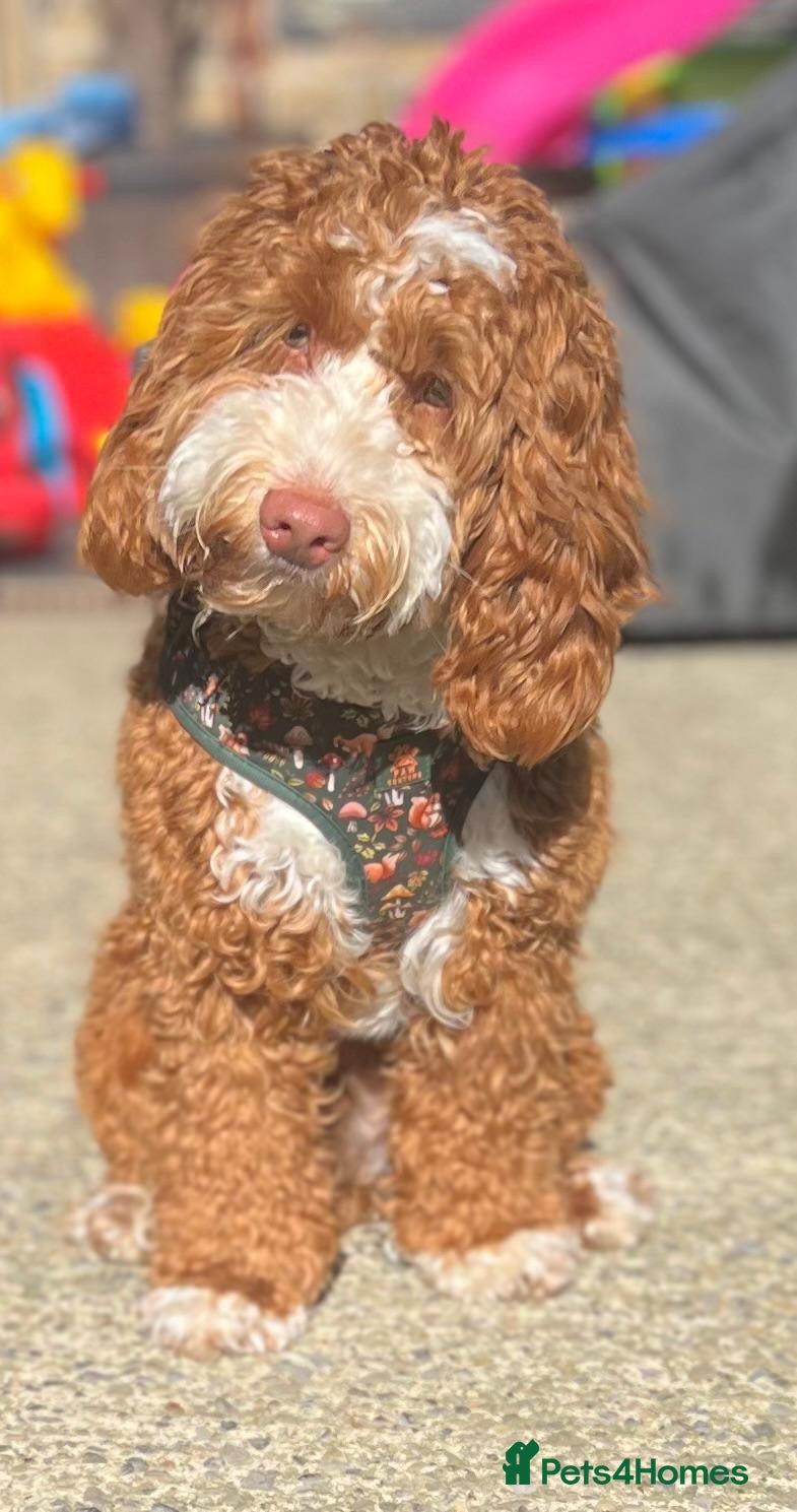 Cockapoo dogs F1 mini cockapoo 7 month 🩵30 dna health tested  - Advert 1