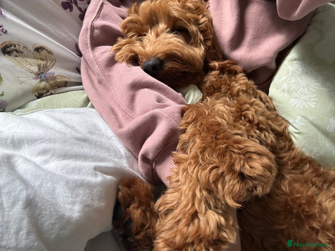 Cockapoo dogs for stud: Bear – DNA Tested Cockapoo Stud (Poodle-Dominant) - Advert 13