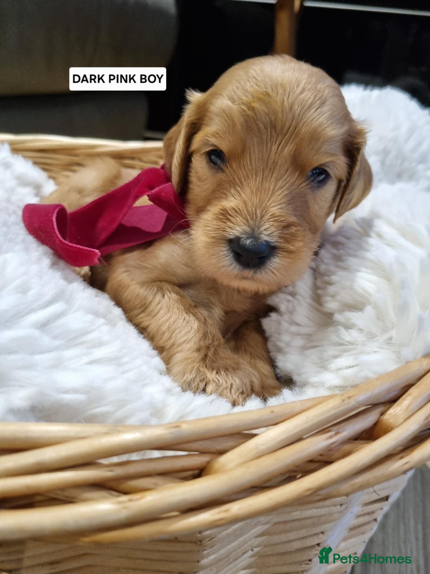Goldendoodle dogs 🐾LAST GIRL🐾Stunning Fox Red F2b Goldendoodle 🐾  - Advert 1