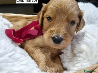 Goldendoodle dogs 🐾LAST GIRL🐾Stunning Fox Red F2b Goldendoodle 🐾 - Advert 1