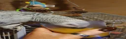 Parrots birds for sale: Beautiful African grey parrot  in Nottingham - Advert 7