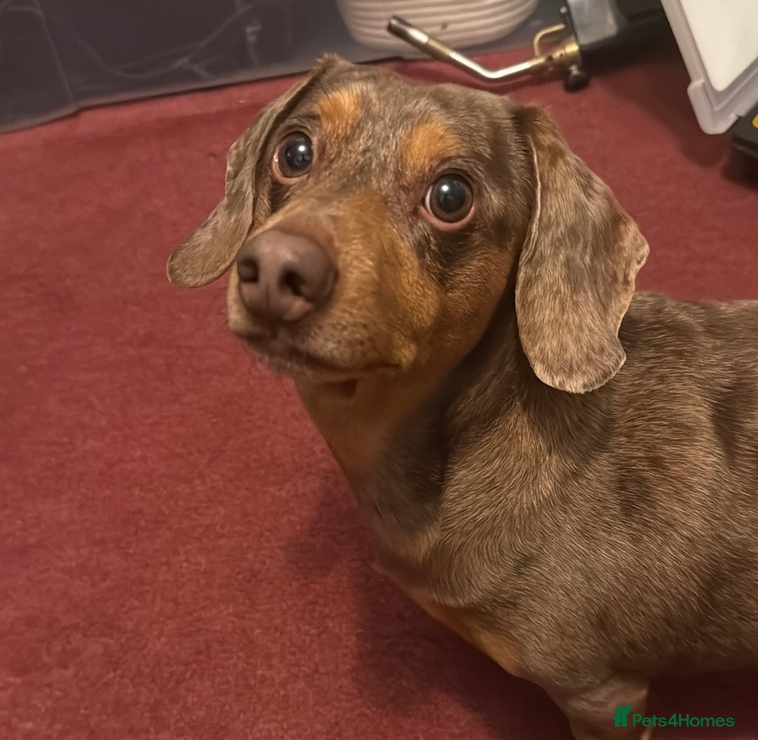 Dachshund dogs for stud: Standard Dachshund – Stud Available - Advert 6
