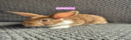 Mini Lion Lop rabbits for sale: Mini Lion Lop Bunnies - Advert 11