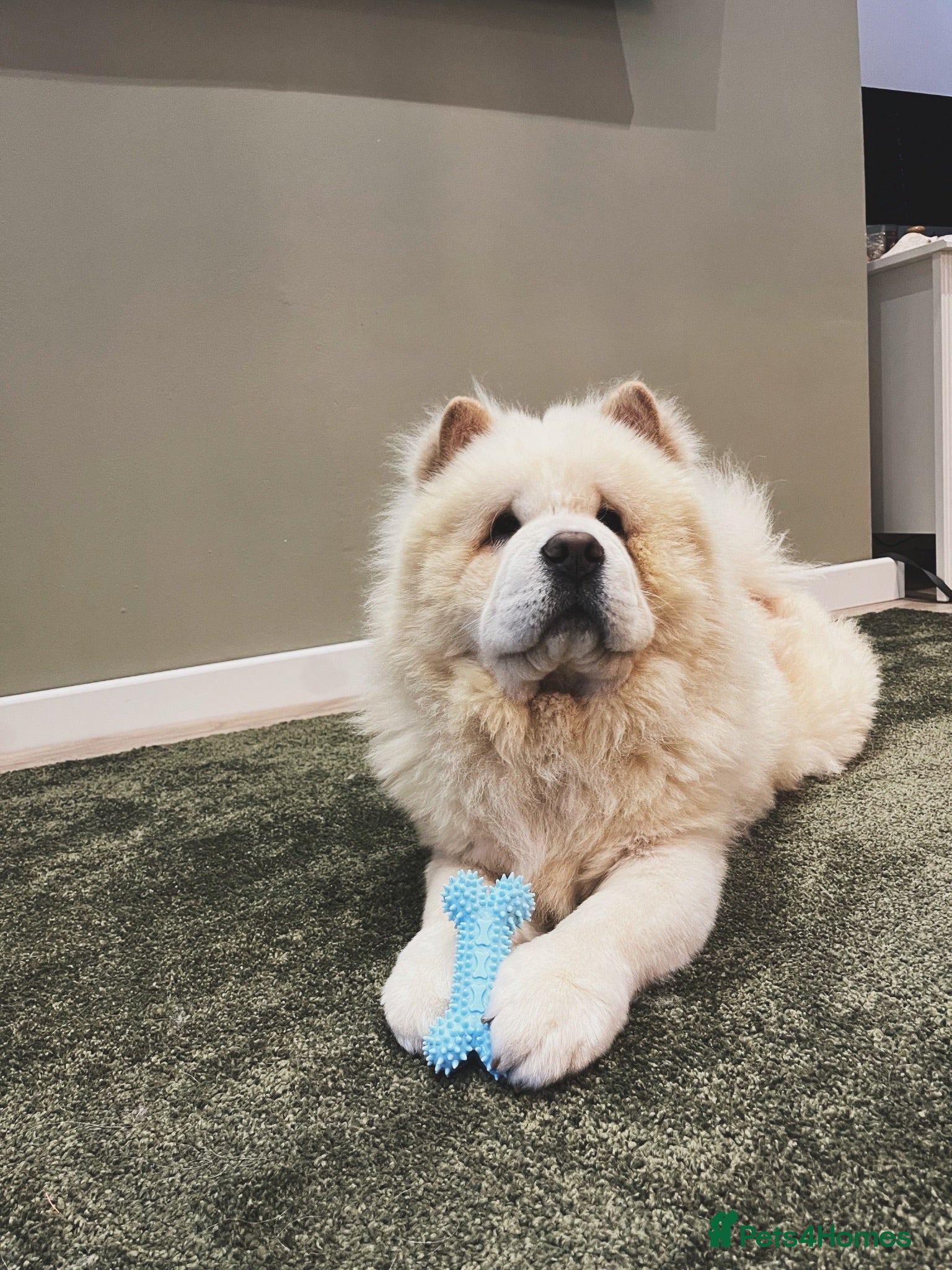 Chow Chow dogs Rehoming Biggie - Advert 1
