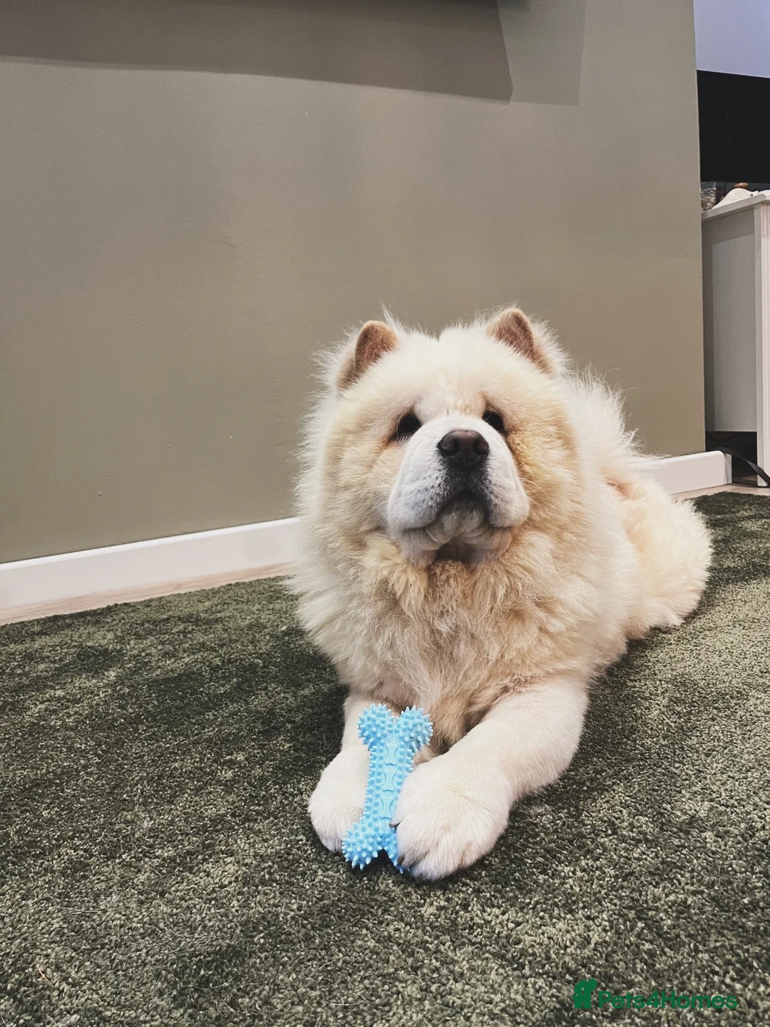 Chow Chow dogs for sale: Rehoming Biggie - Advert 1