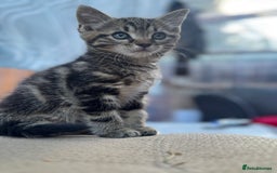 British Longhair cats for sale: British long hair  - Image 8