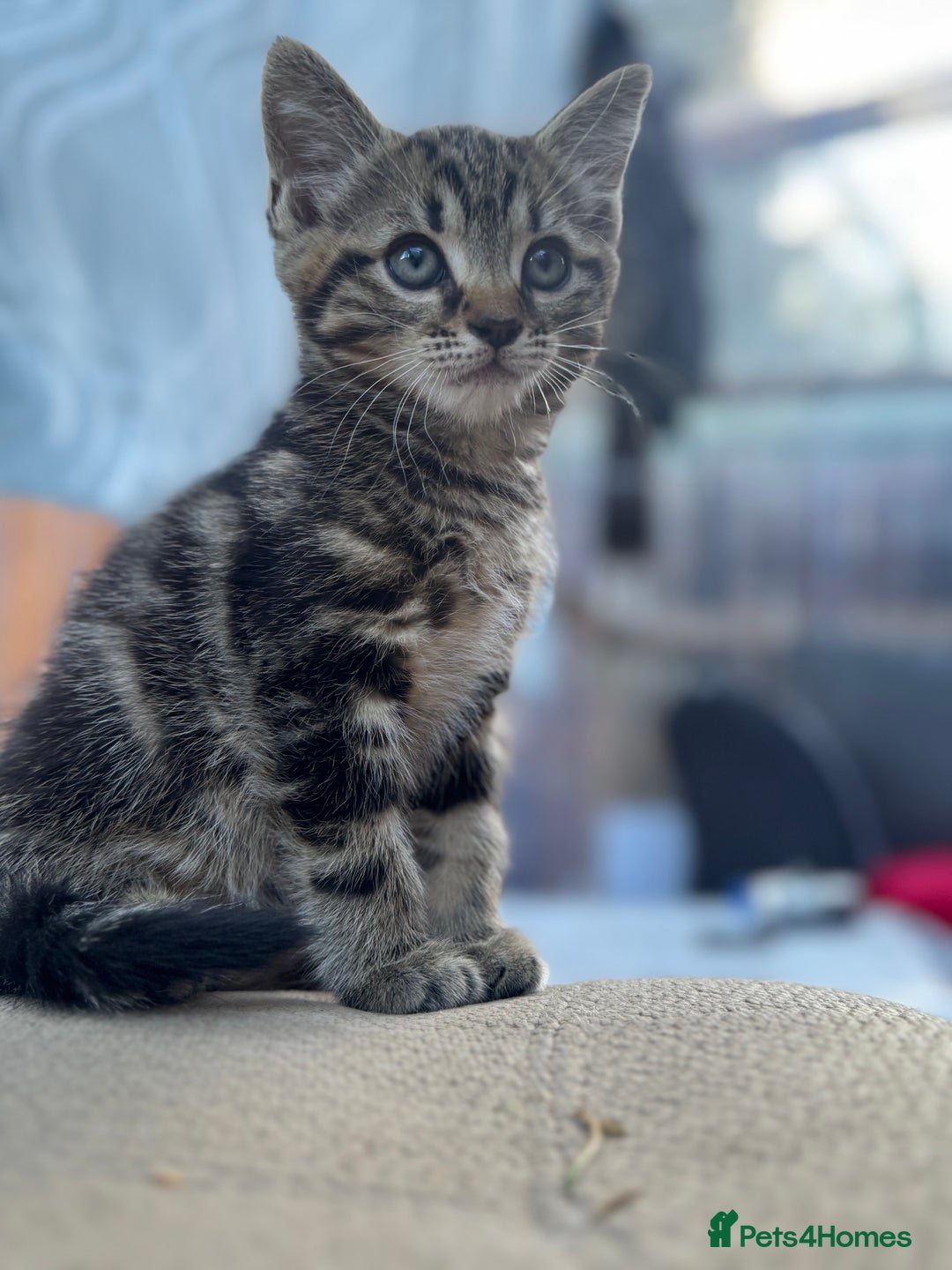 British Longhair cats for sale: British long hair  - Image 8