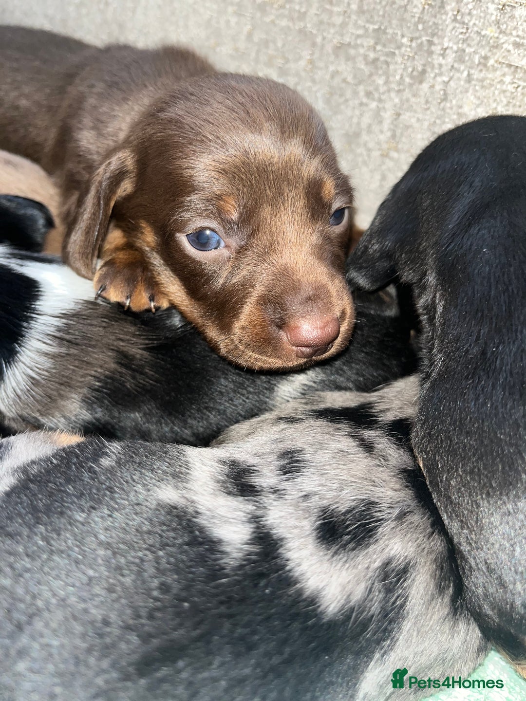 Miniature Dachshund dogs for sale: Miniature Dachshund Puppies  - Advert 17