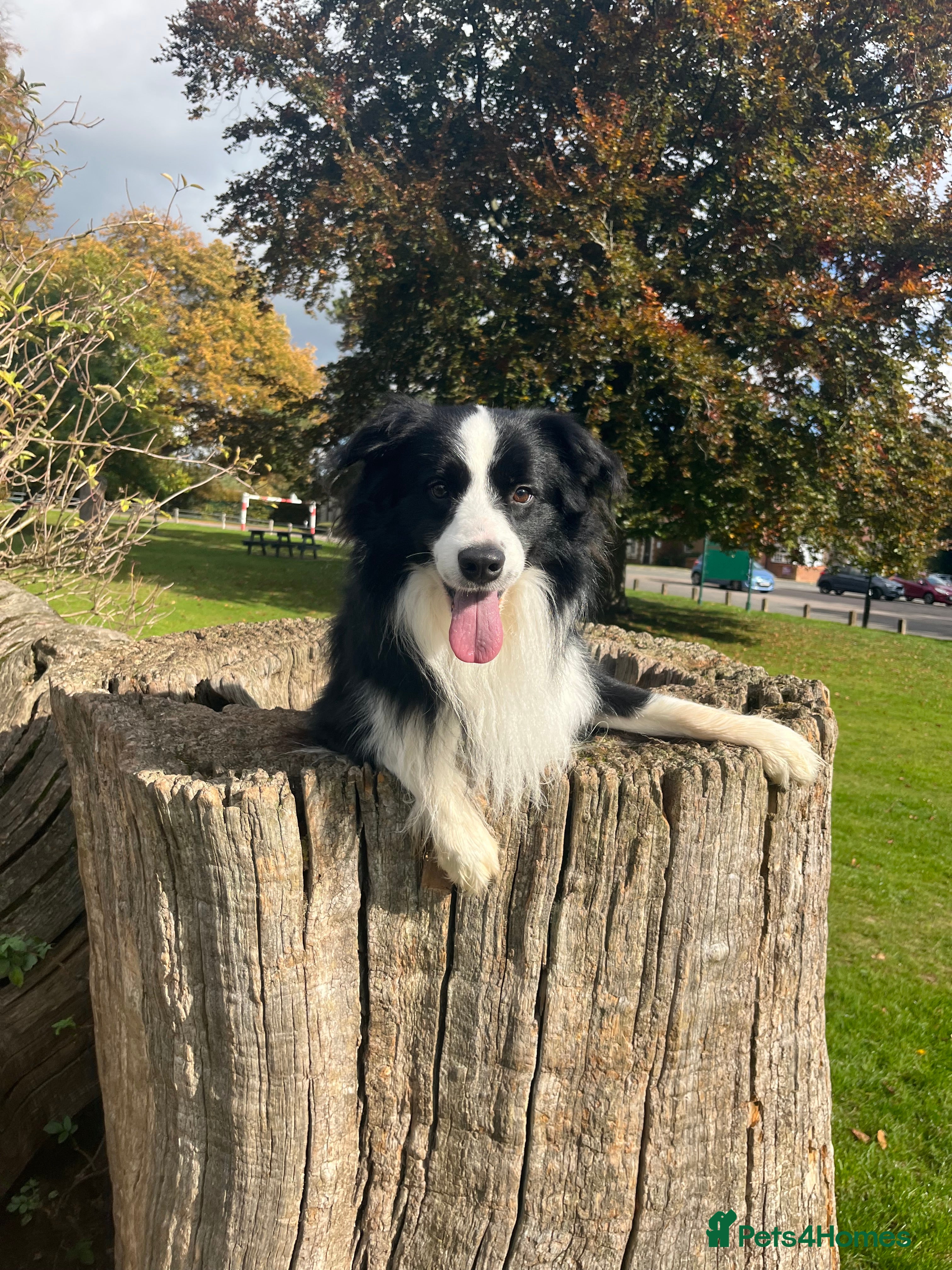 Border Collie dogs Border collie for stud  - Advert 1