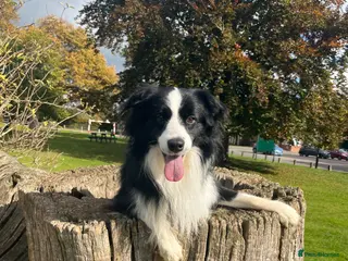Border Collie dogs Border collie for stud - Advert 7