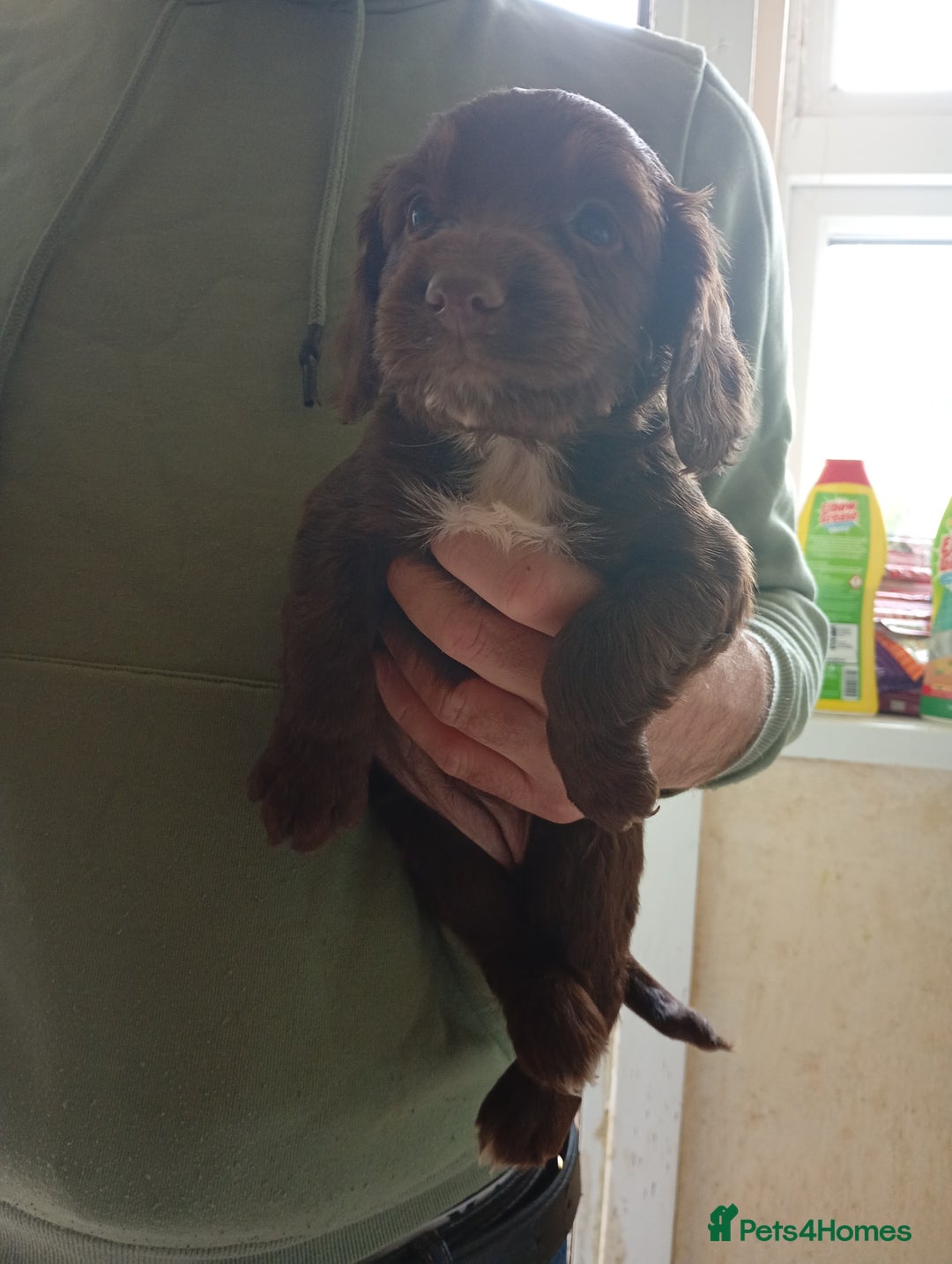 English Springer Spaniel dogs for sale: 6 beautiful springer pups - Image 9